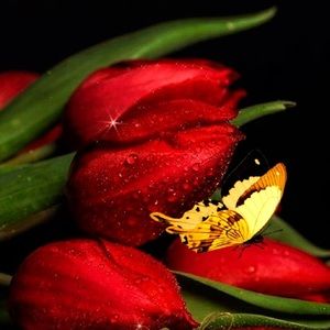 Meet your Posher, Violetta